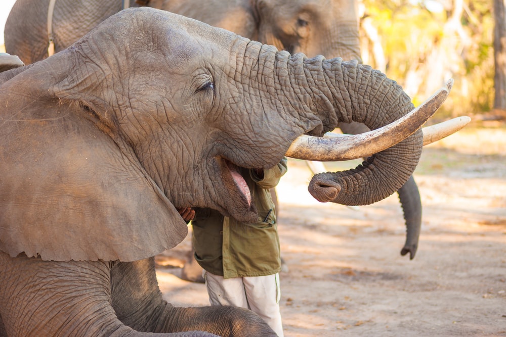 image of a man feeding an elephant 