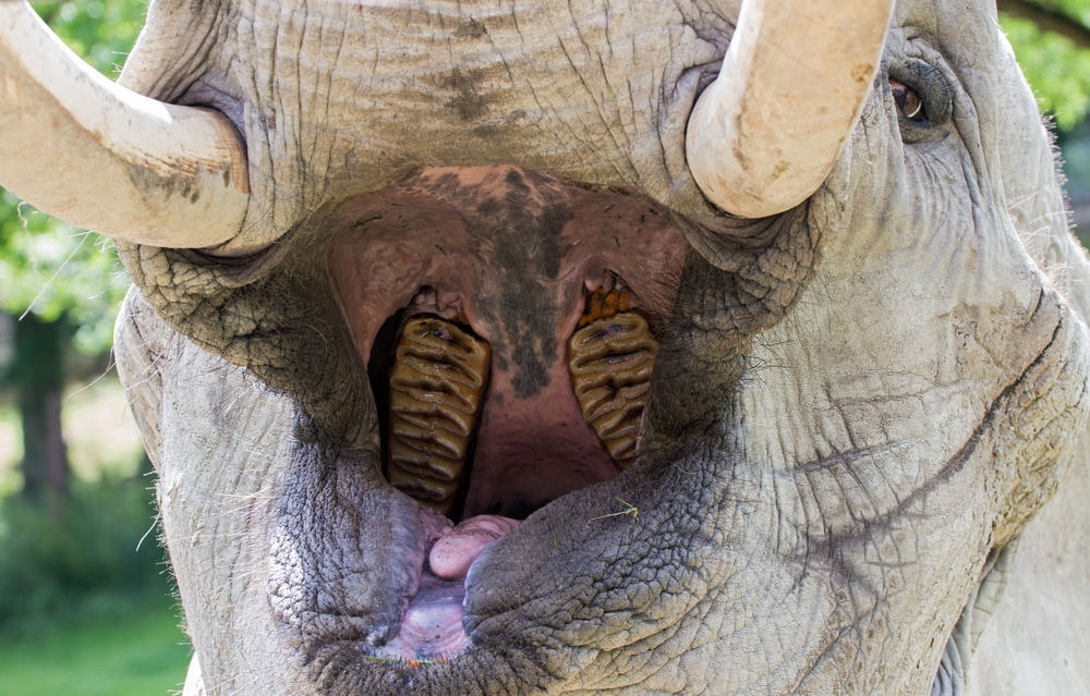 close up image of the inside of an elephant mouth showing its teeth