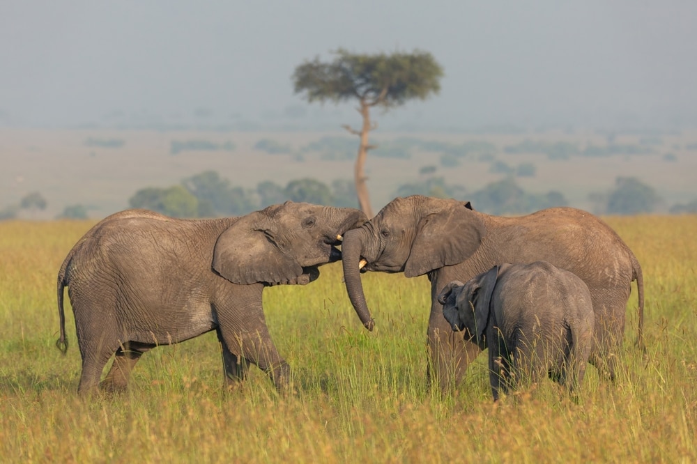 image of a family of elephants playing in savanna