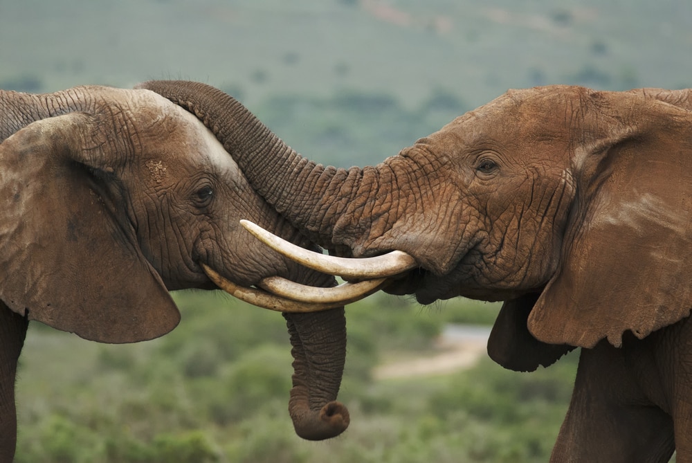 two African bull elephants fighting 