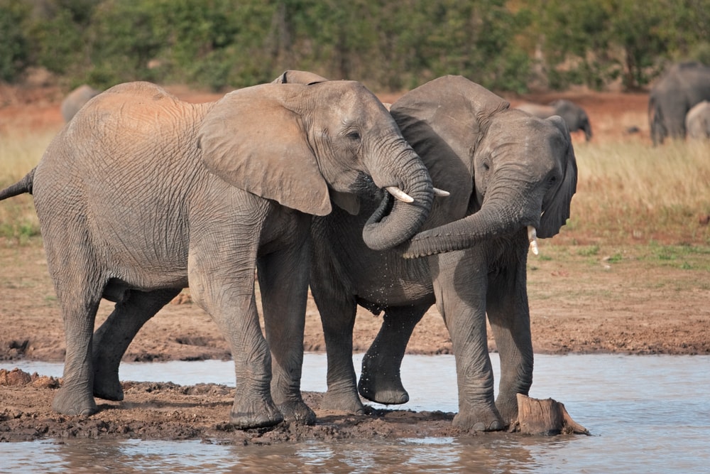 two African bull elephants drinking water in Kruger National Park