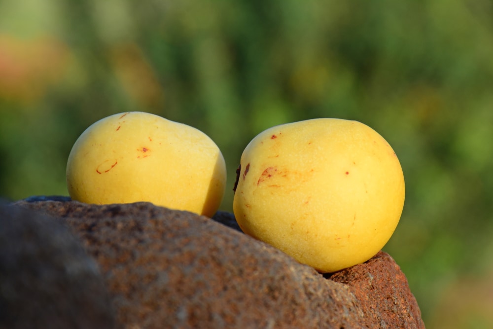 image of a marula fruit