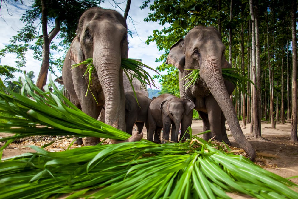 image of a group of elephants eating sugar cane