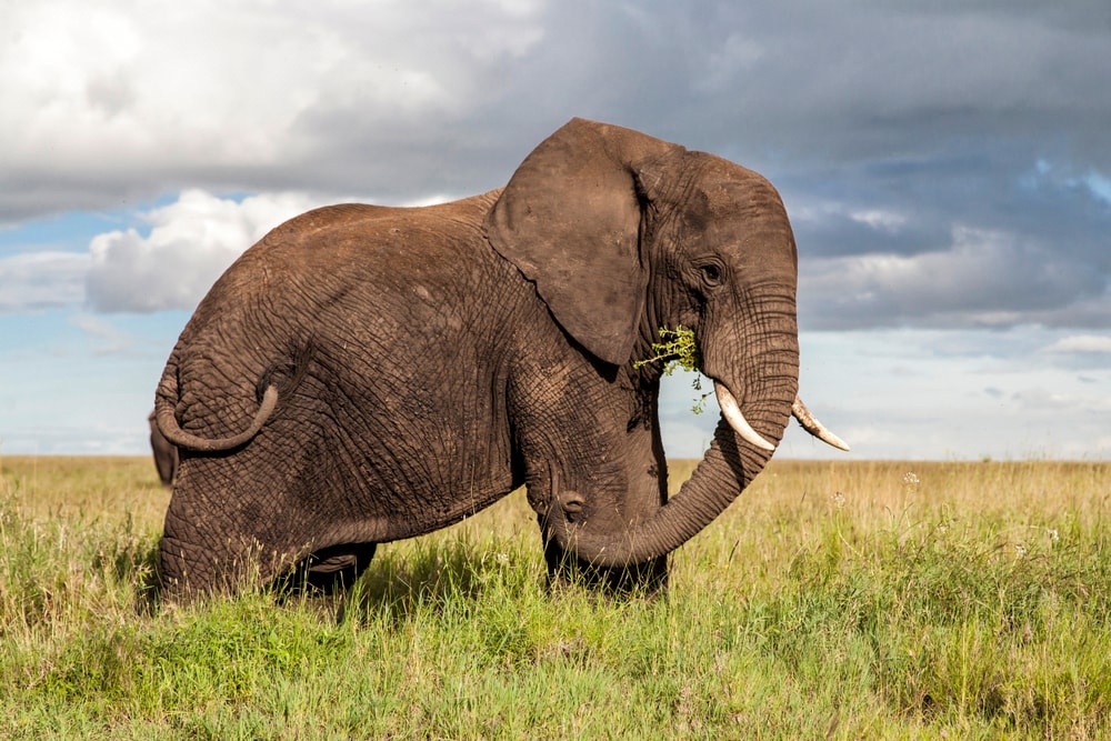 image of an elephant eating a grass 