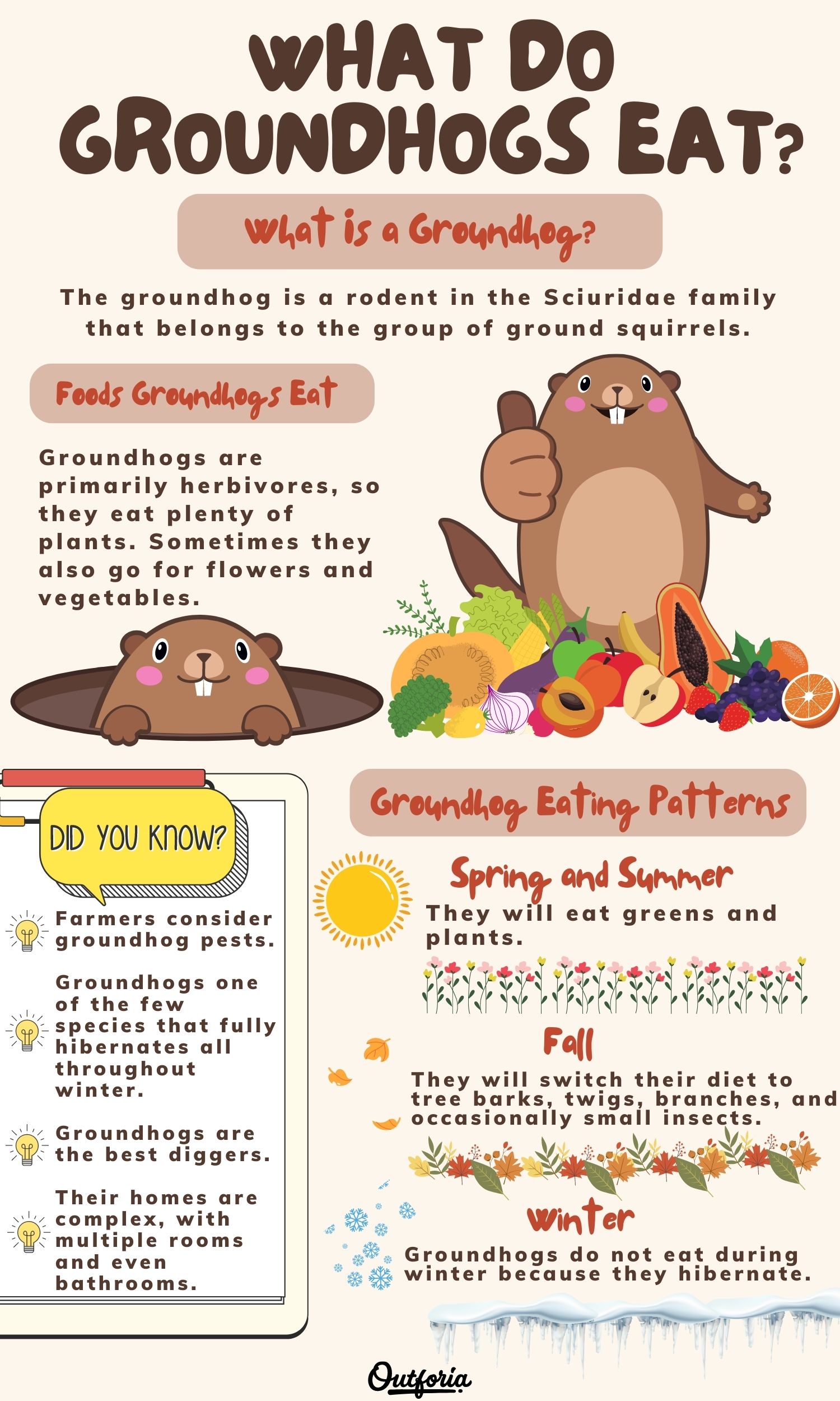 Chart illustrating the diet of groundhogs eat and what they usually eat with facts
