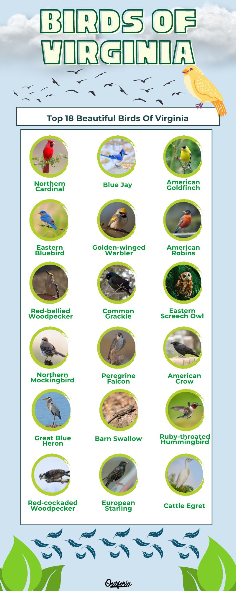 Chart of different birds of virginia complete with pictures