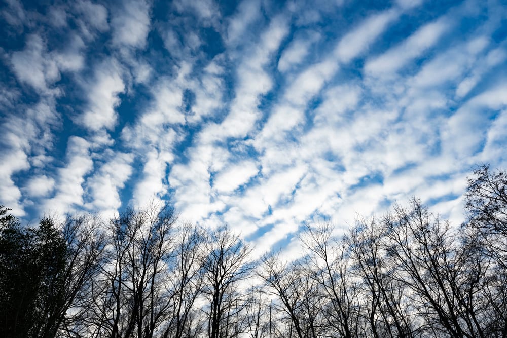 Cirrocumulus seen behind the trees