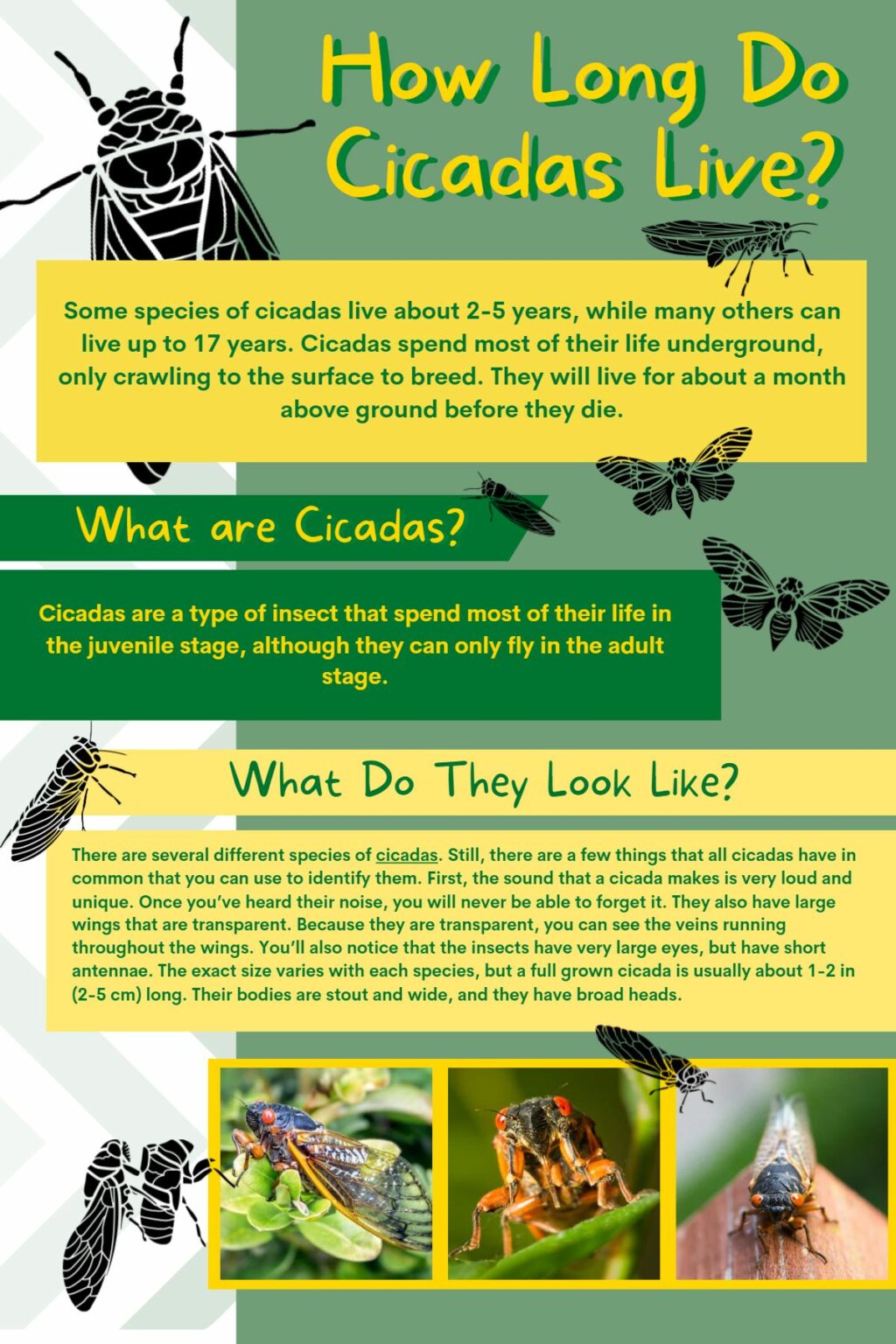 How Long Do Cicadas Live? It Might Surprise You