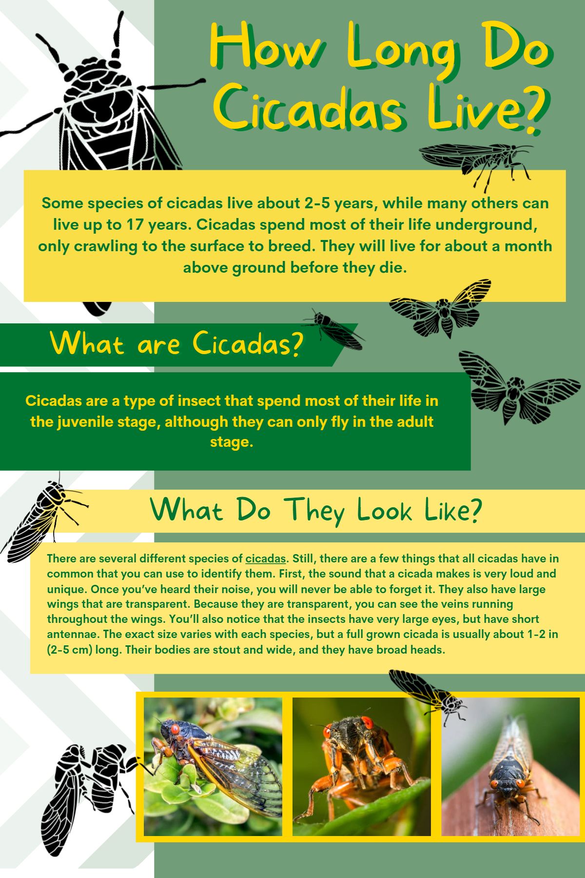 Chart of how long do cicadas live complete with facts, photos, and more
