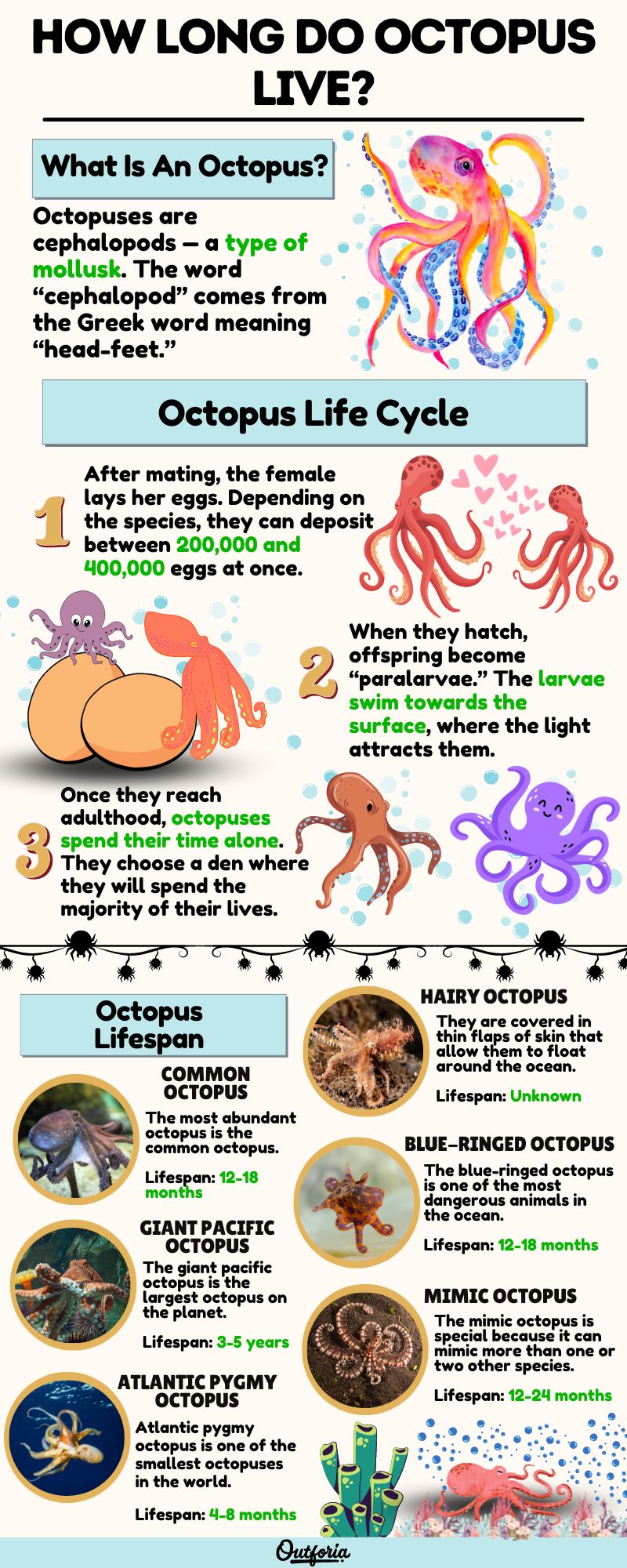 How Long Do Octopus Live? All About Their Unusual Life Cycle - Outforia
