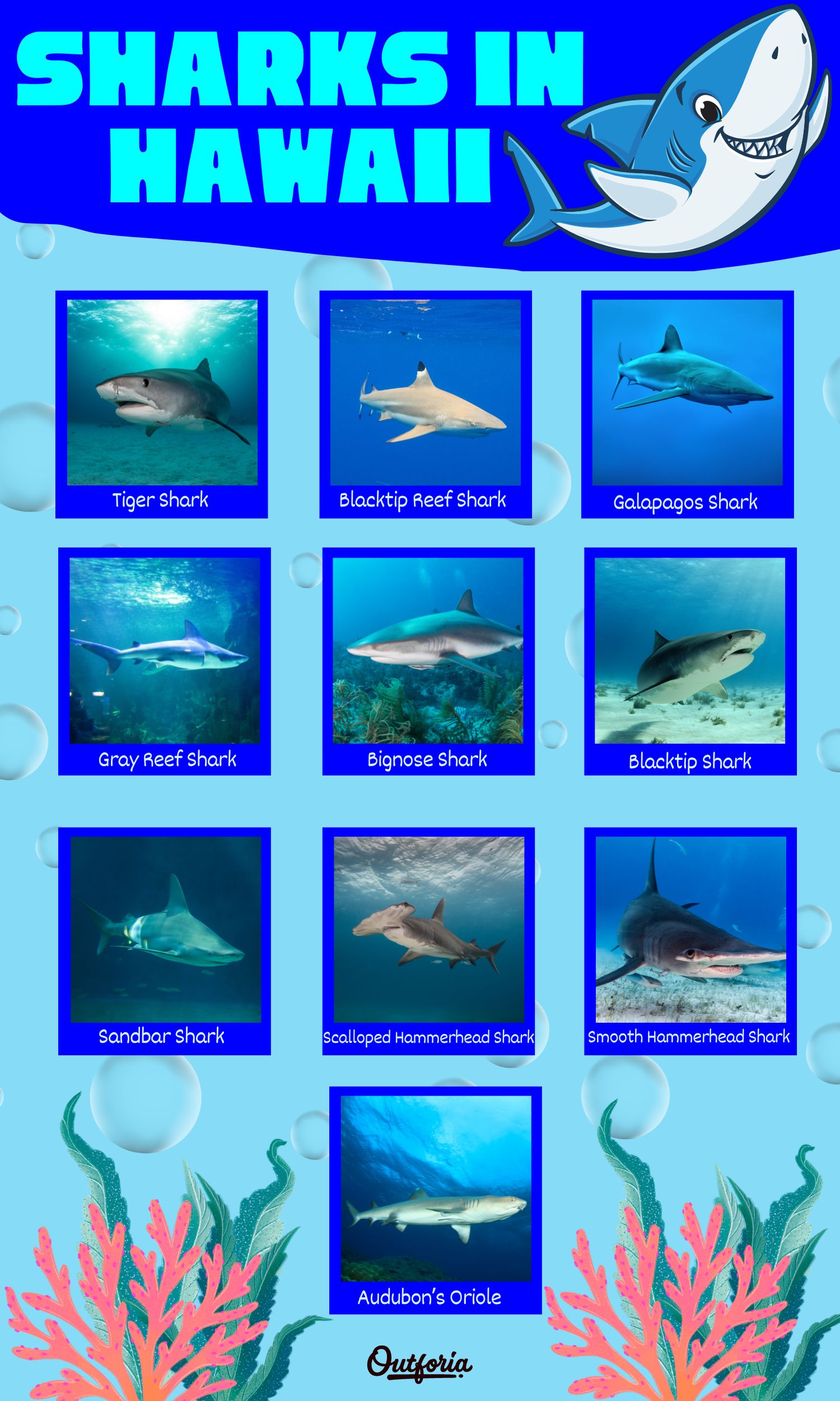 Chart of different sharks in hawaii complete with photos