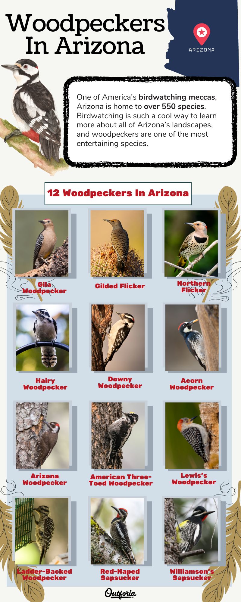 Chart of different woodpeckers in arizona complete with pictures, facts, and more