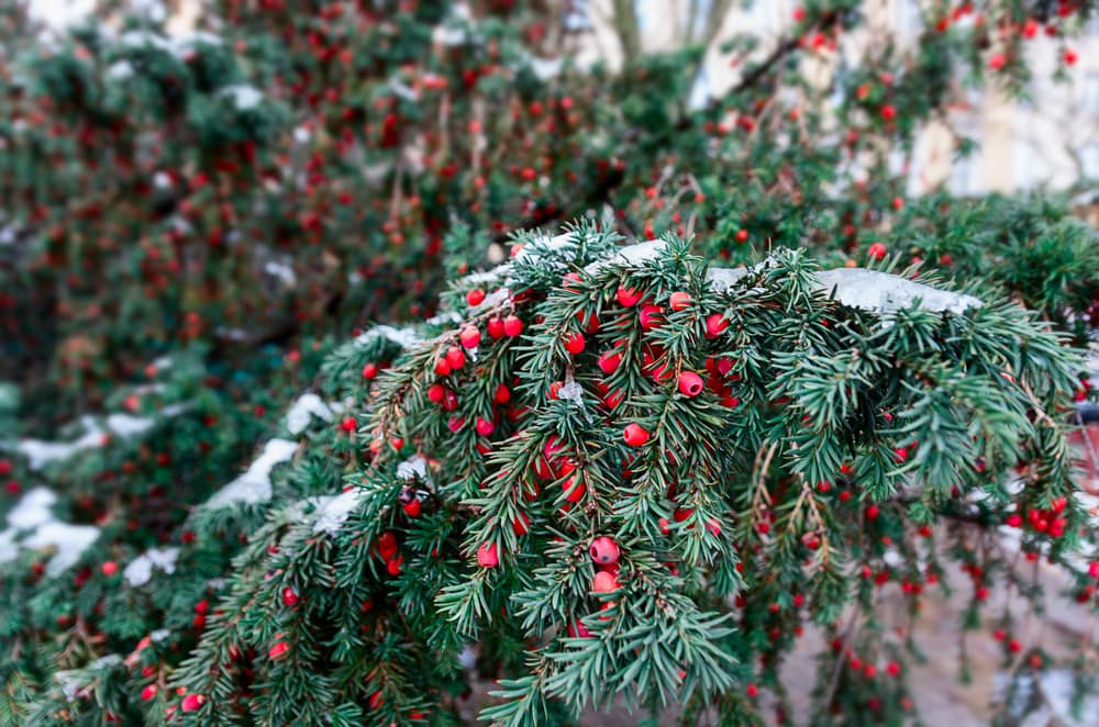 yew tree leaves in winter