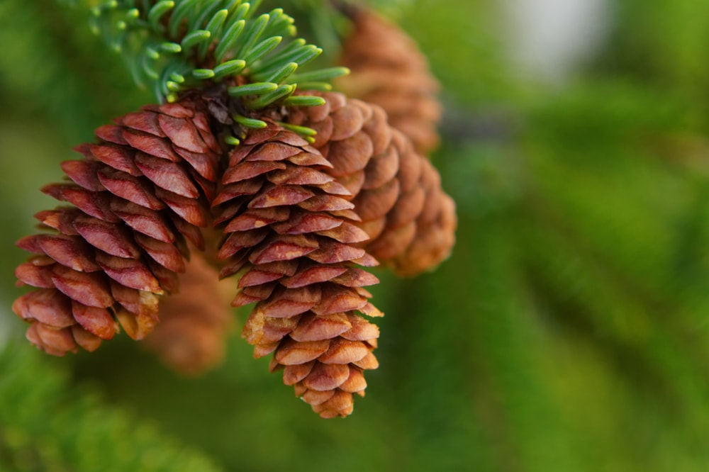 close up of pine cones hanging from a pine tree