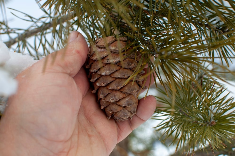 picking a cedar cone from a tree