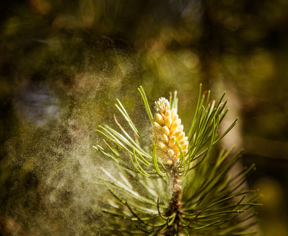 pine pollen coming off from a pine tree