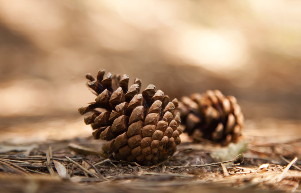fallen pine cones on the ground 