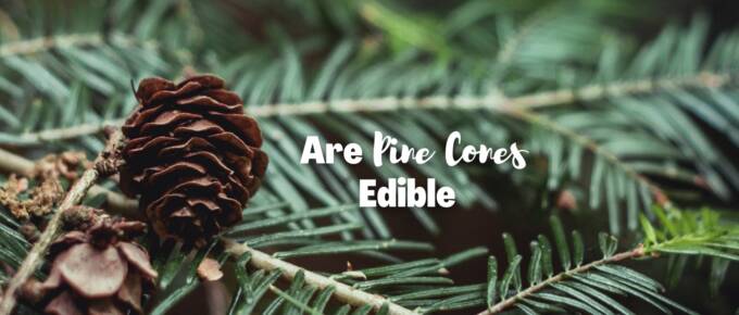 are pine cones edible featured image