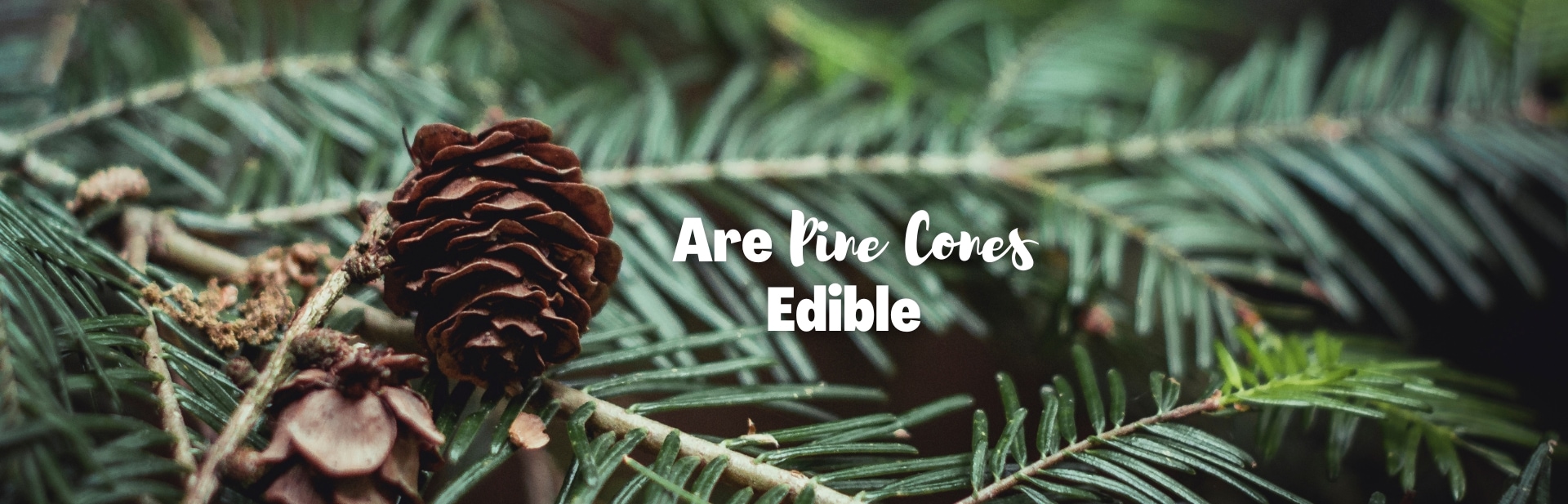 Are Pine Cones Edible? Pine Trees as Nature’s Larder
