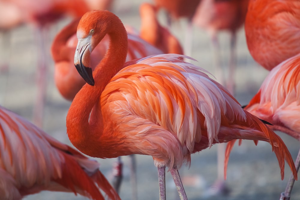 Red flamingo with shades of white on its feather
