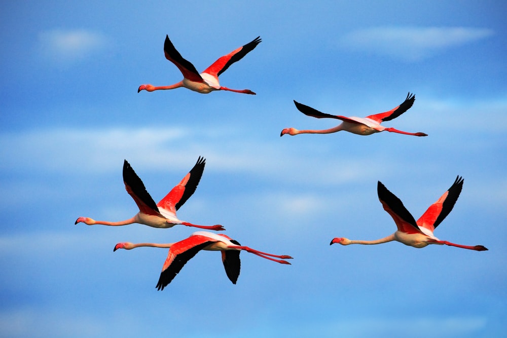 Flamingos flying up the sky