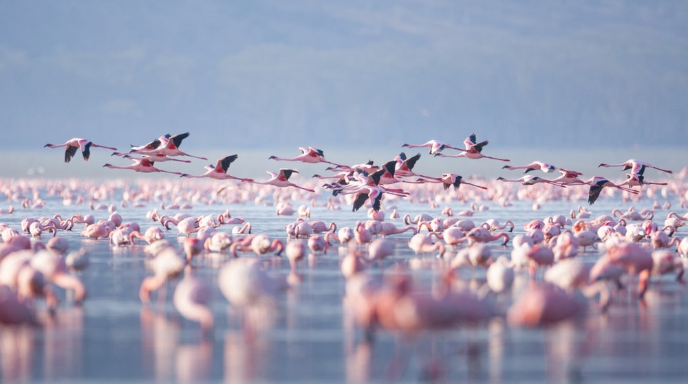 Group of flamingos flying above water