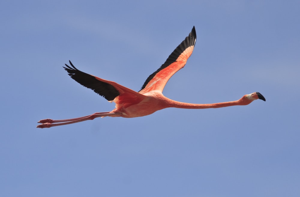 Close up shot of flamingo flying in the blue sky
