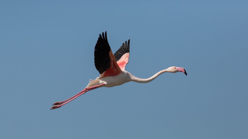 Flying flamingo on blue backgrounds