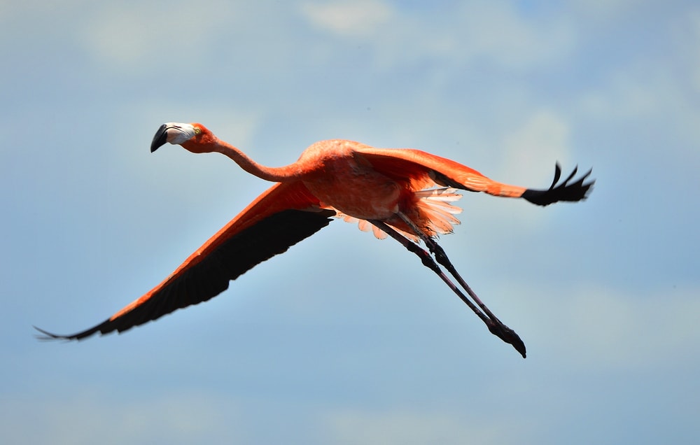 Flamingo flying on dark clouds