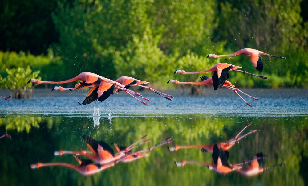 Flamingo flying above the water with their reflection