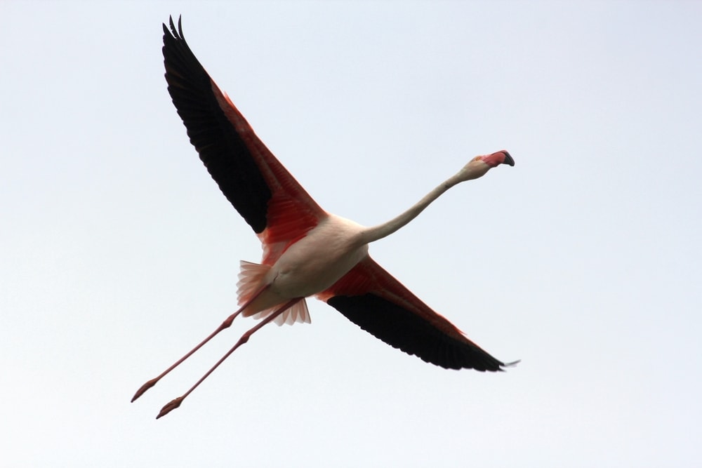 Flamingo flying on sky blue background