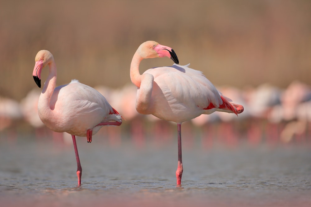 Flamingo standing in one foot