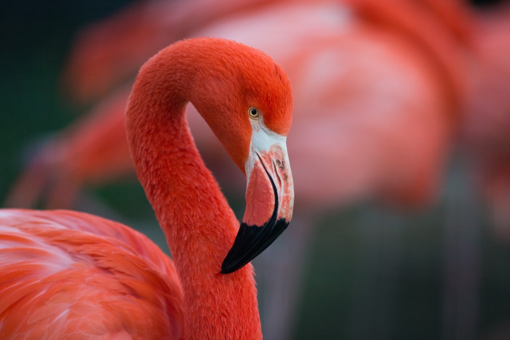 Close-up photo of a red flamingo