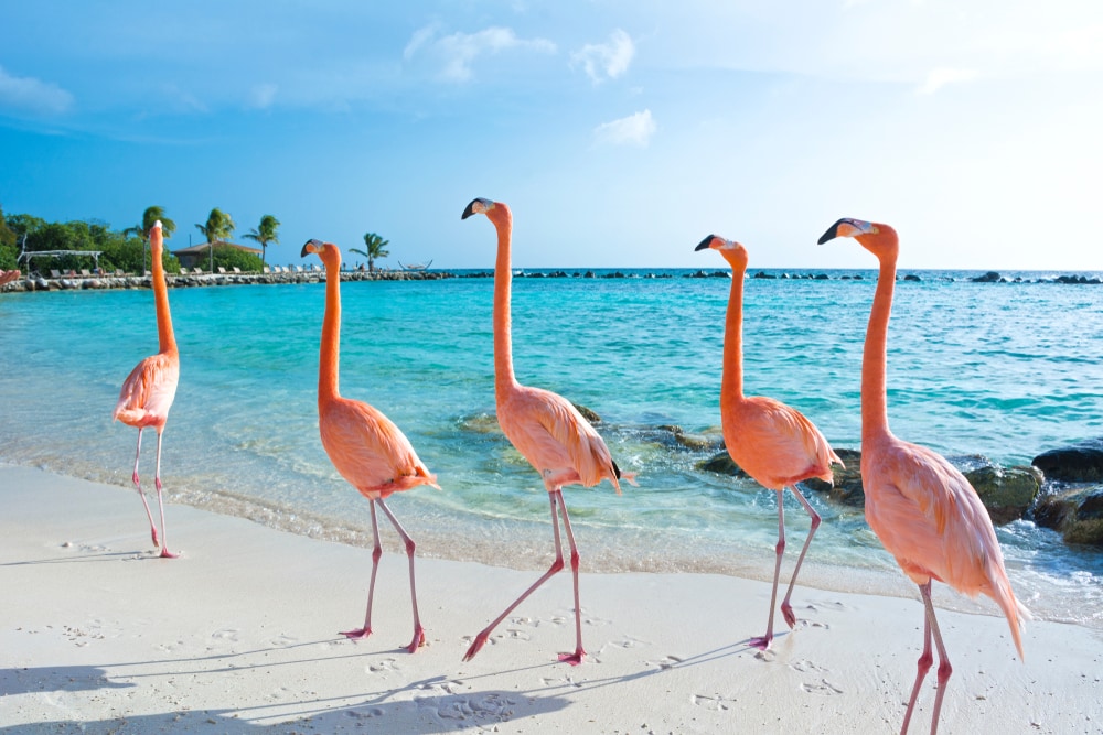 Five flamingos walking on the shore