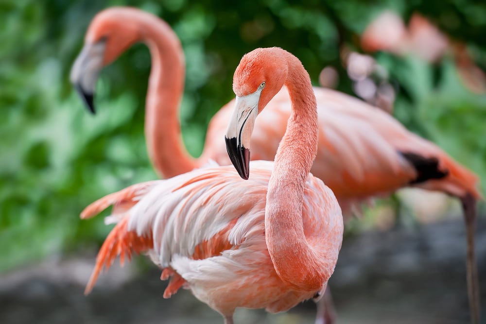 Flamingo looking at the camera
