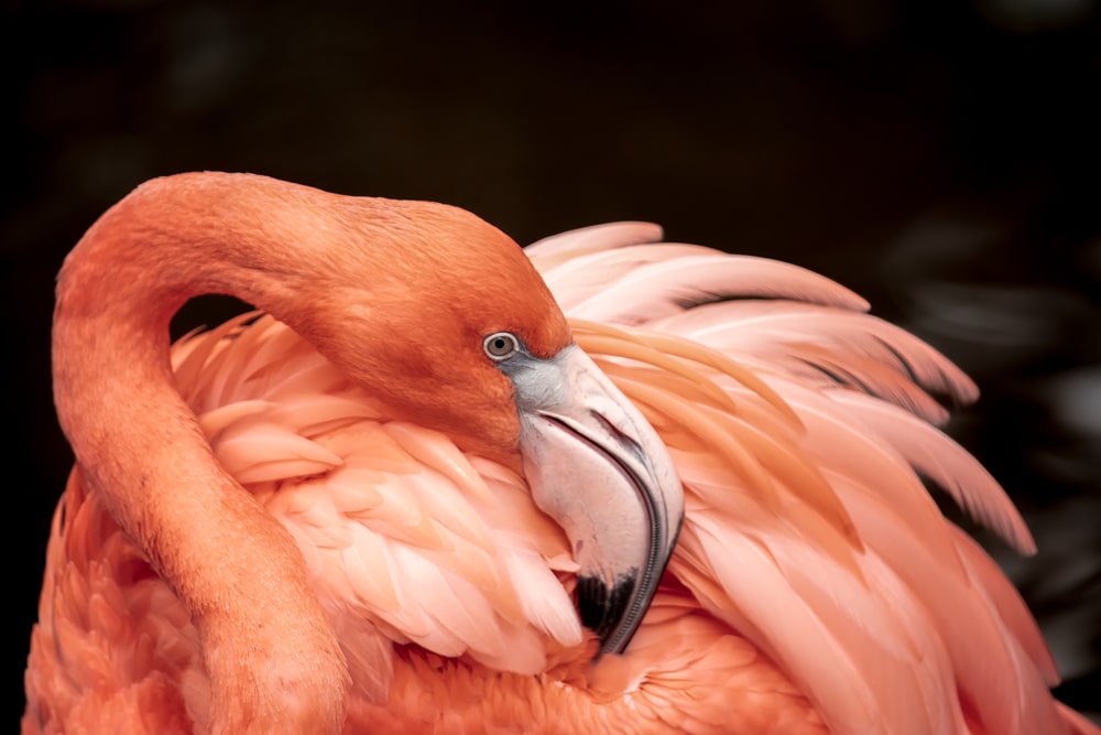 Flamingo's head reaching to its wings