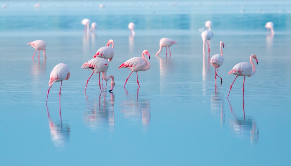 White flamingos eating at a pond