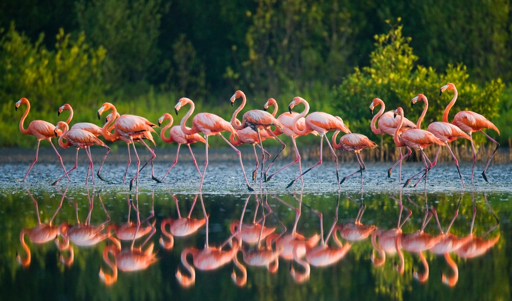Group of flamingo walking on water with their reflection