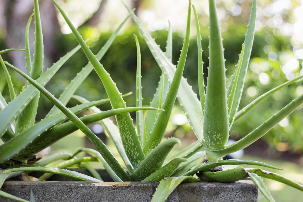 image of an aloe vera plant potted outside
