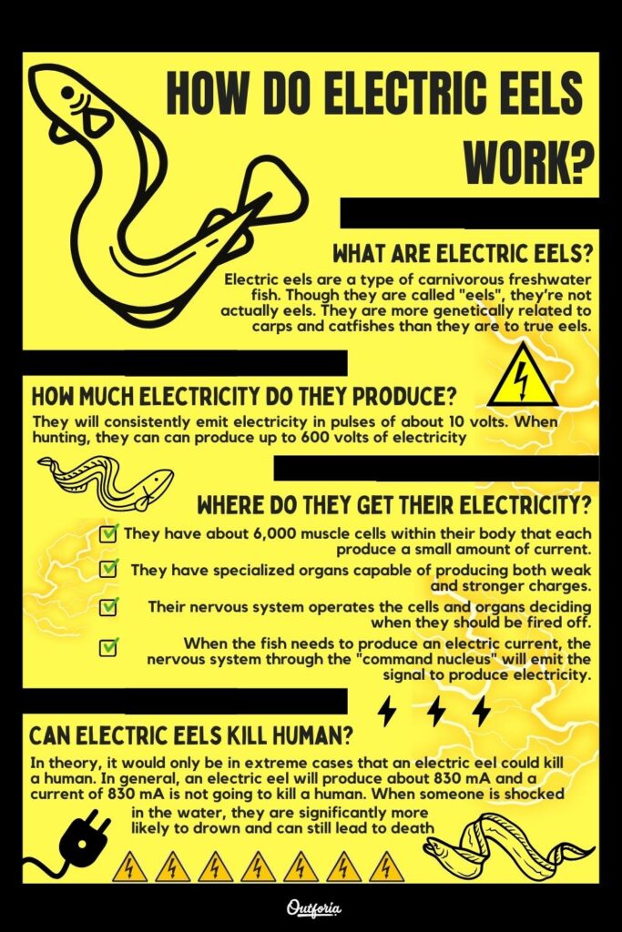 how do electric eels work chart with facts