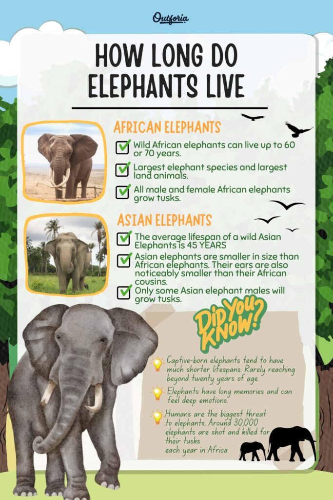 how long do elephants live chart with facts