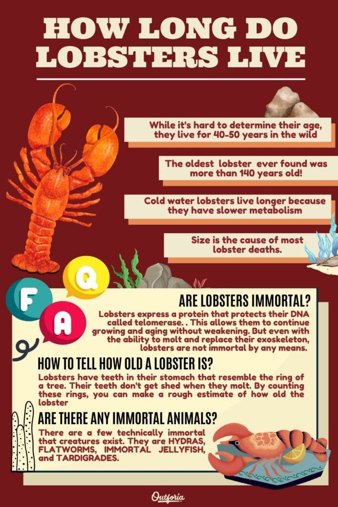 how long dom lobsters live infographic with facts  