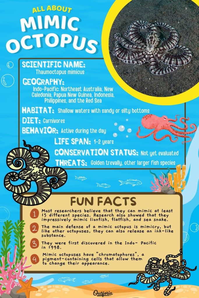 chart about mimic octopus with facts and classification 