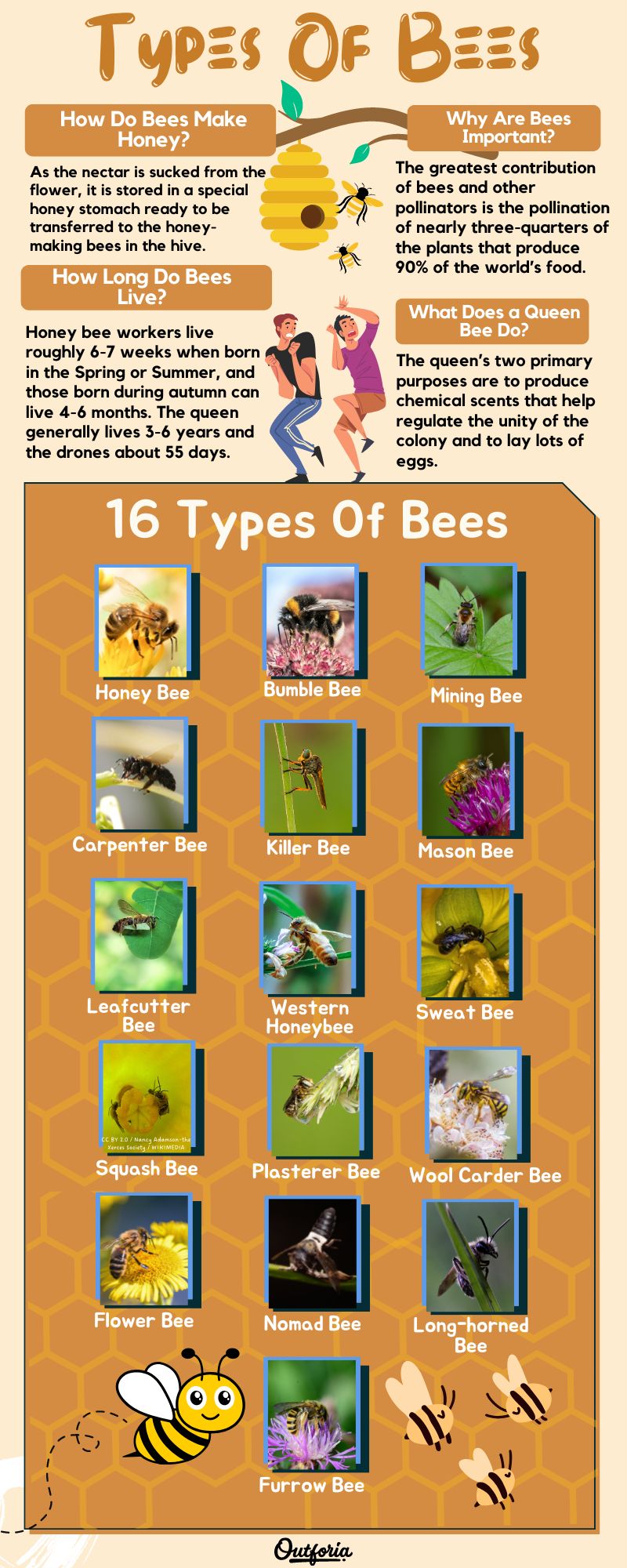 Chart of different bee species complete with pictures, facts, and more