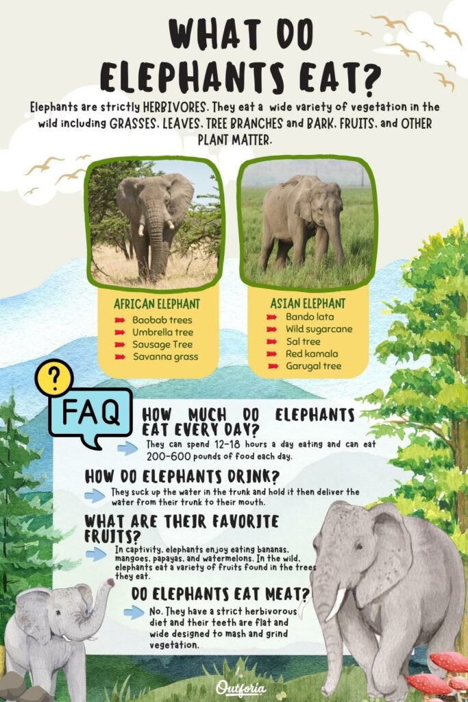 what do elephants eat chart with image and facts 