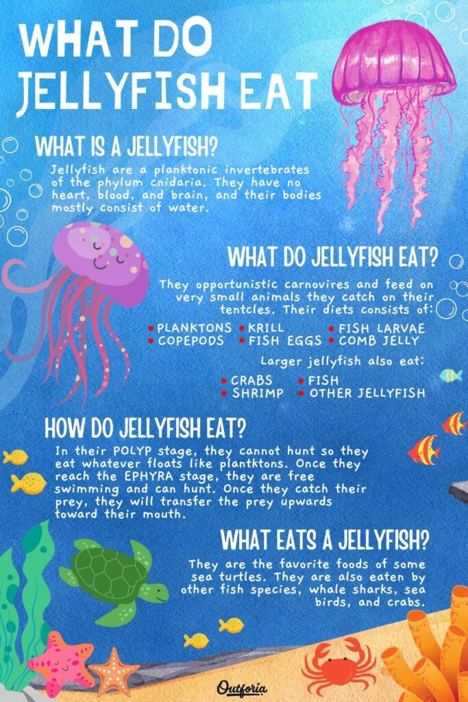 what do jellyfish eat infographic with facts