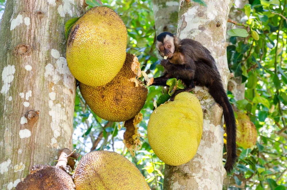 Monkey eating fruit tree