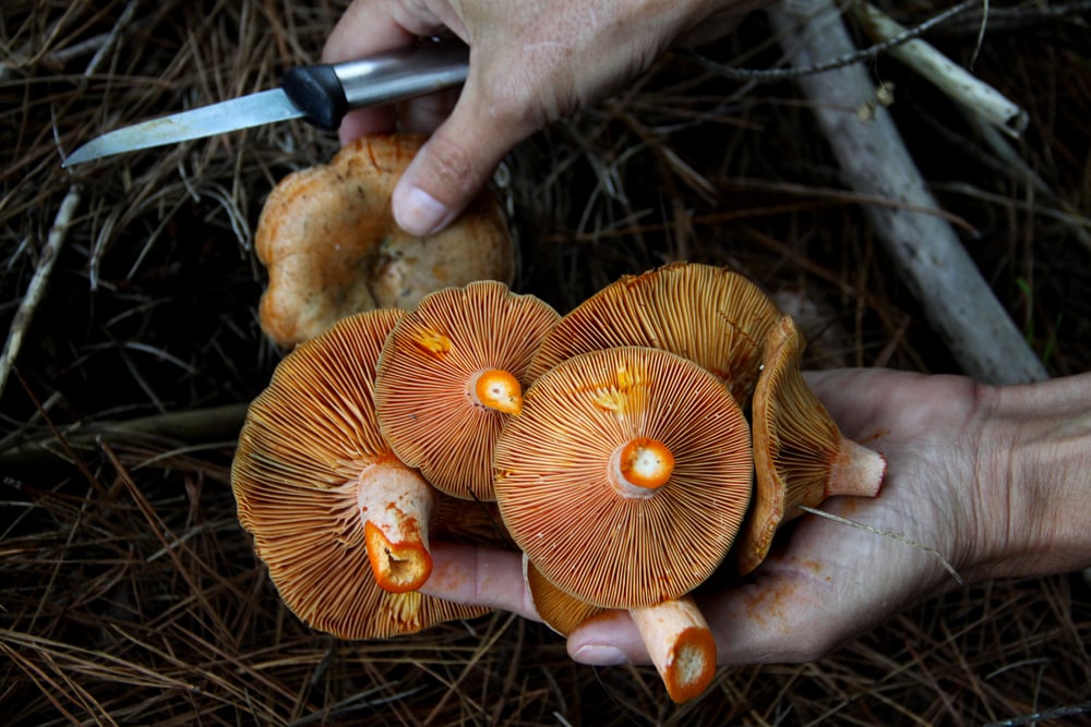 Person picking up mushrooms cut by a knife
