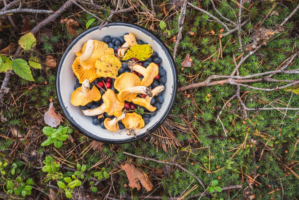 Bowl of berries in the middle of the forest
