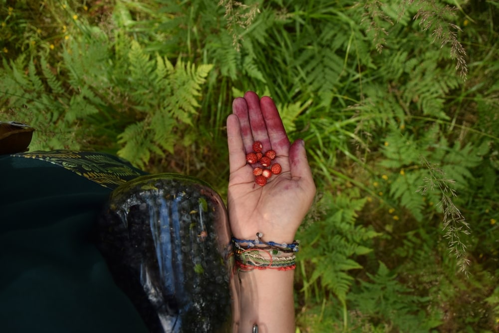 Red berries in the hands of a woman